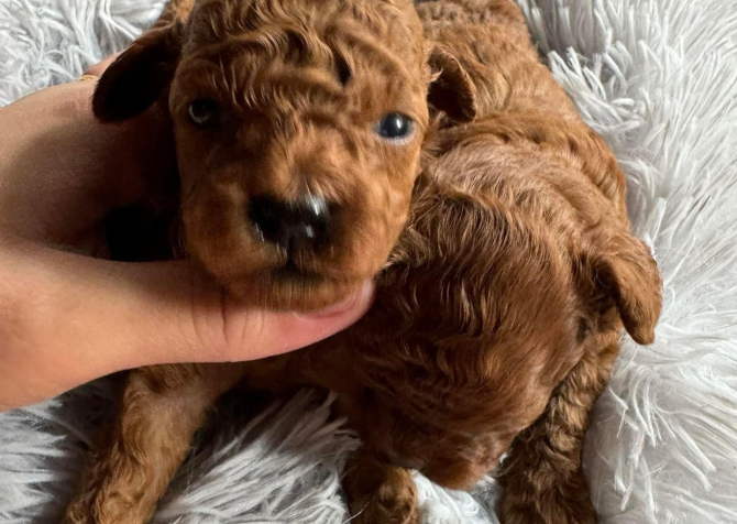 Toy Poodle Kore Kanı Özel Yavrularımız